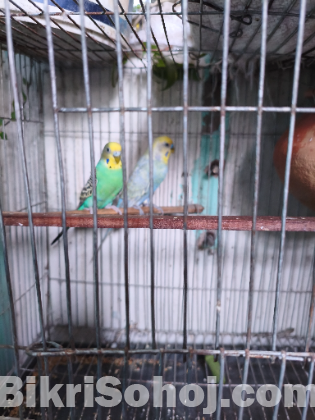 2 Bazigor birds for sale